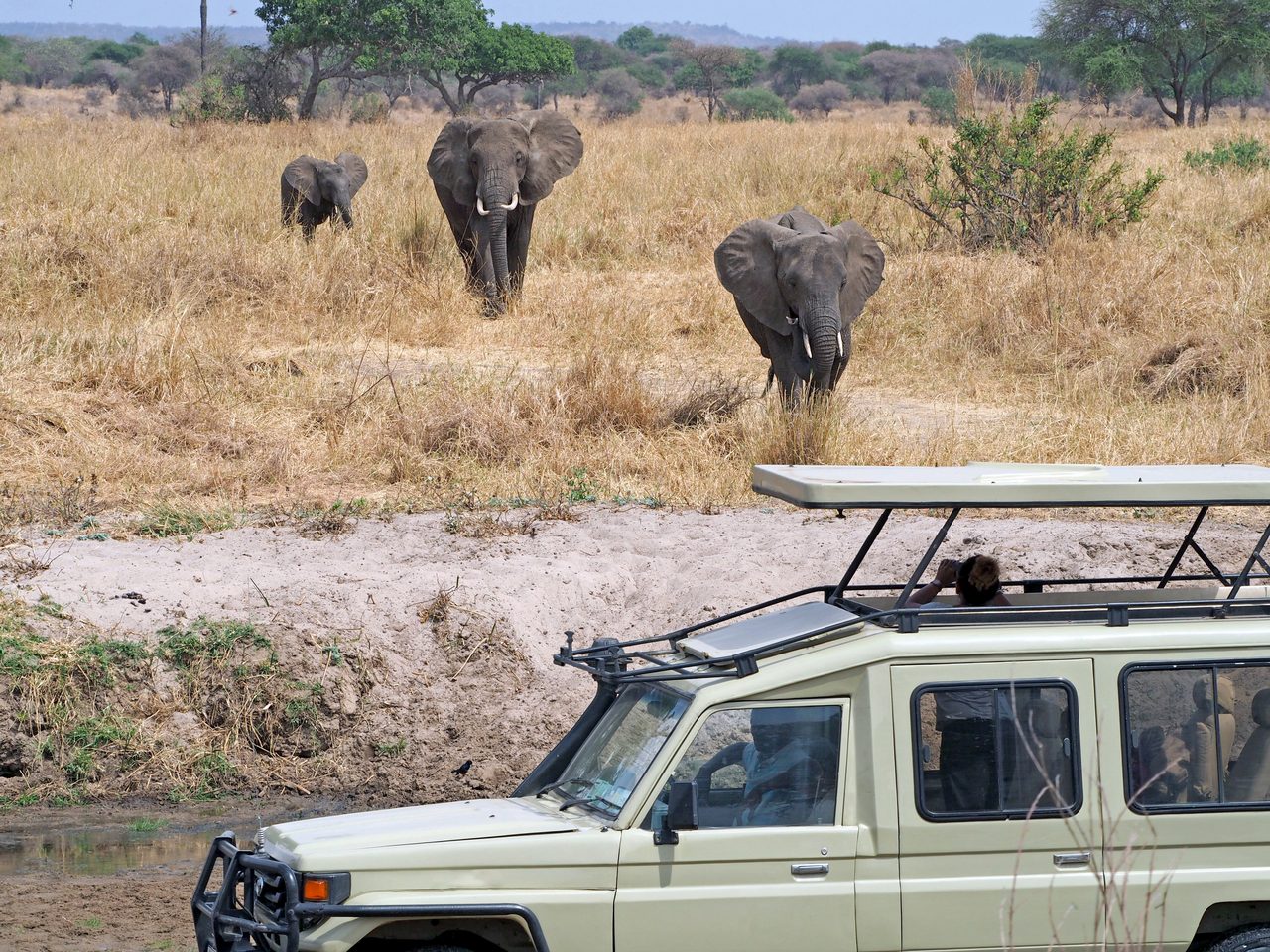 Elefanten und Safari-Fahrzeug im Gelände