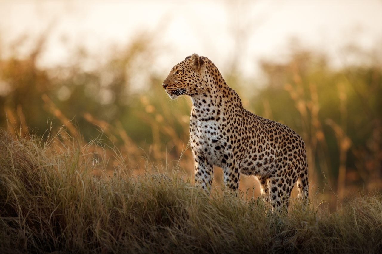 Leopardin im Abendlicht