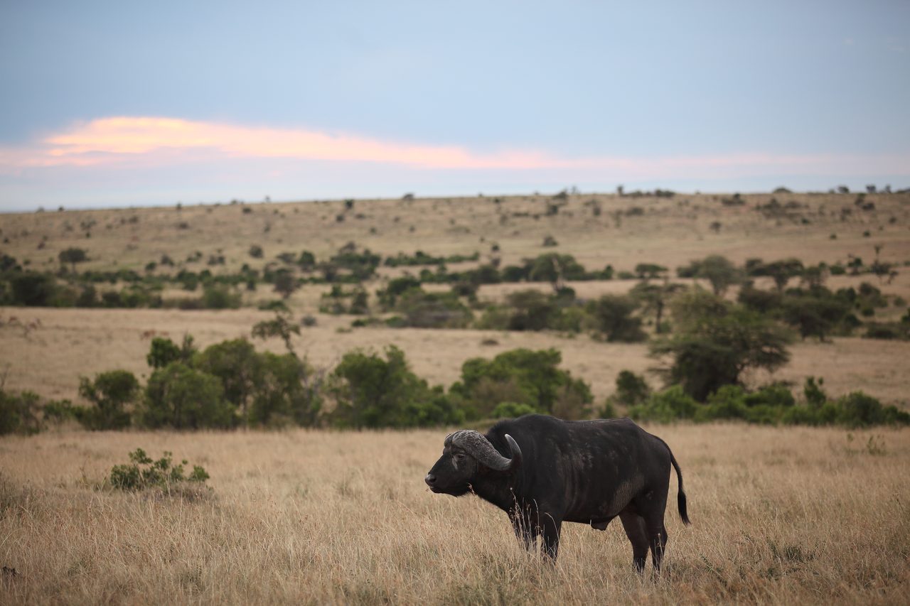 Katavi Nationalpark – Büffel in der Wildnis