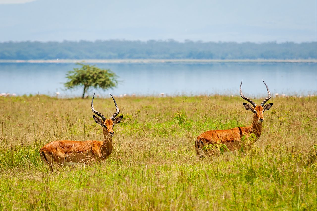 Lake Manyara Nationalpark – Antilopen am Wasser