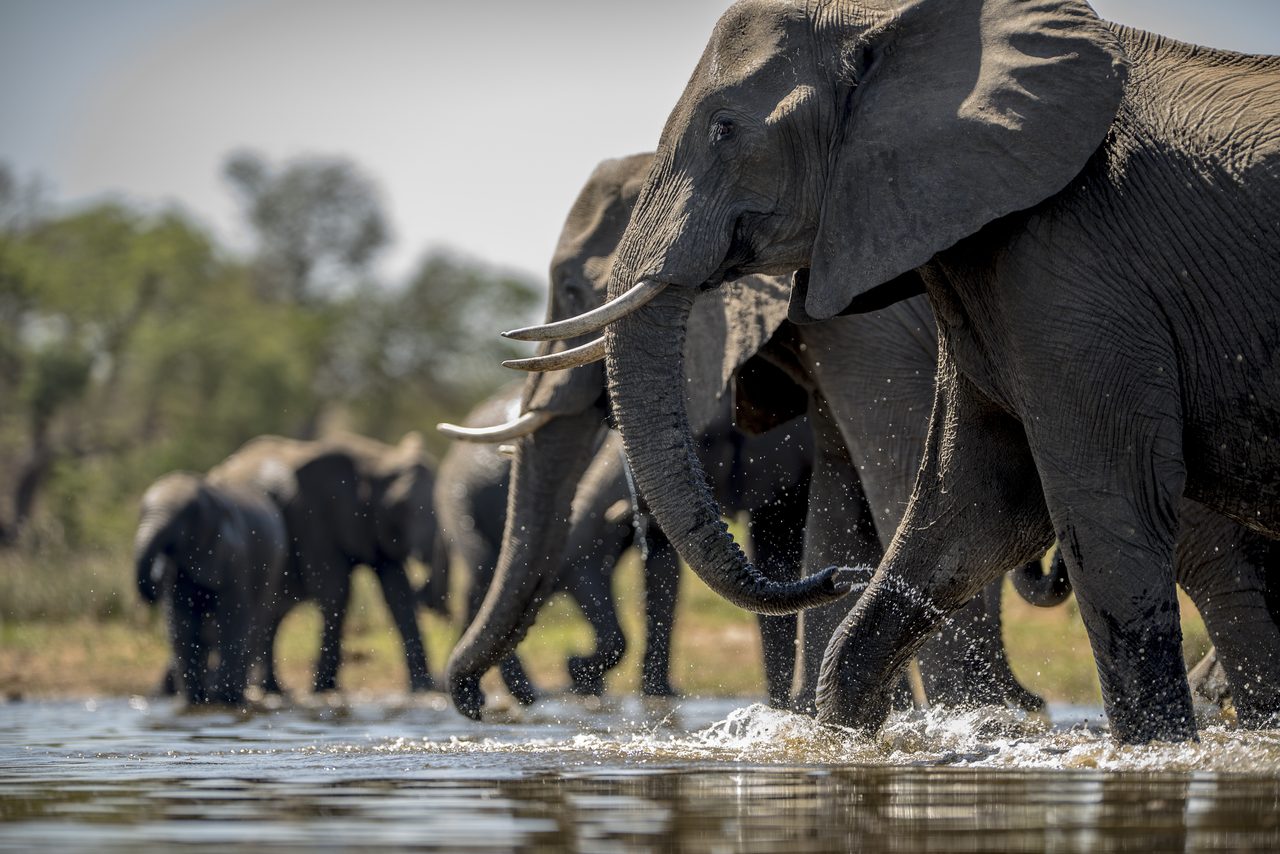 Ruaha Nationalpark – Elefanten am Wasser