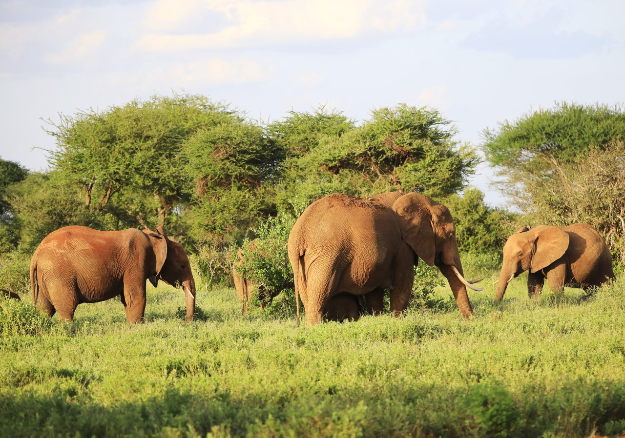 Tarangire Nationalpark – Elefantenherden