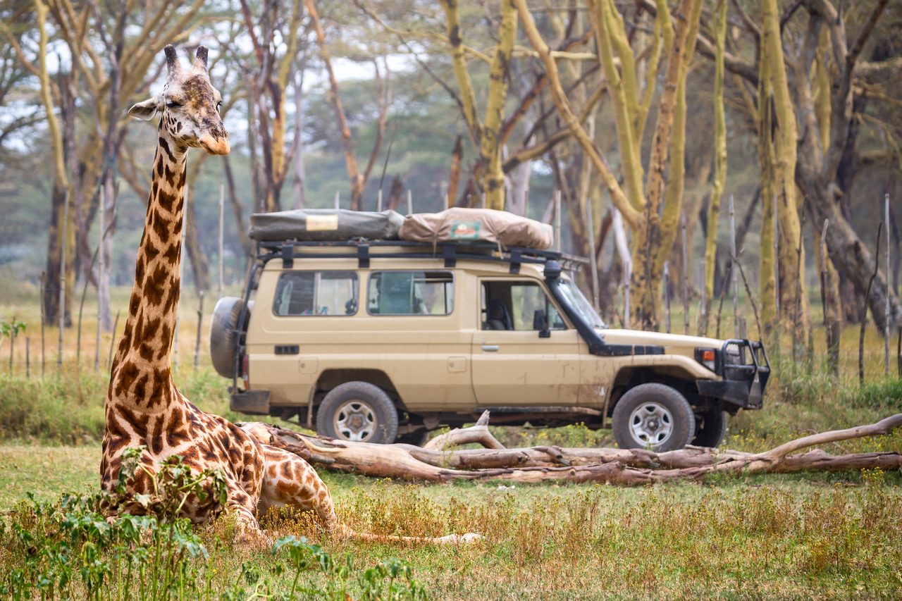 Giraffe am Safari-Fahrzeug