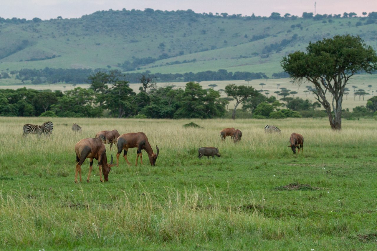Mahale Mountains Nationalpark – Antilopenherde