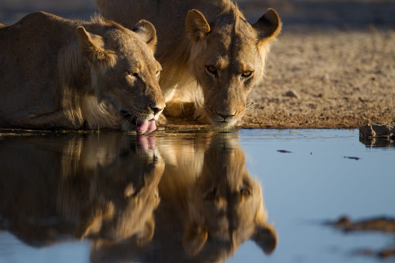 Nyerere / Selous Nationalpark – Löwinnen am Wasser