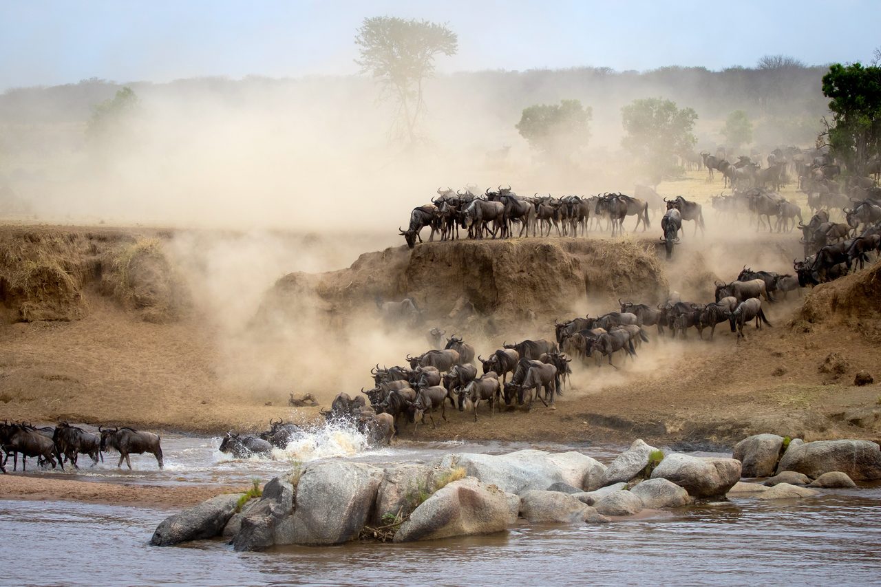 Serengeti Nationalpark – Gnu-Migration