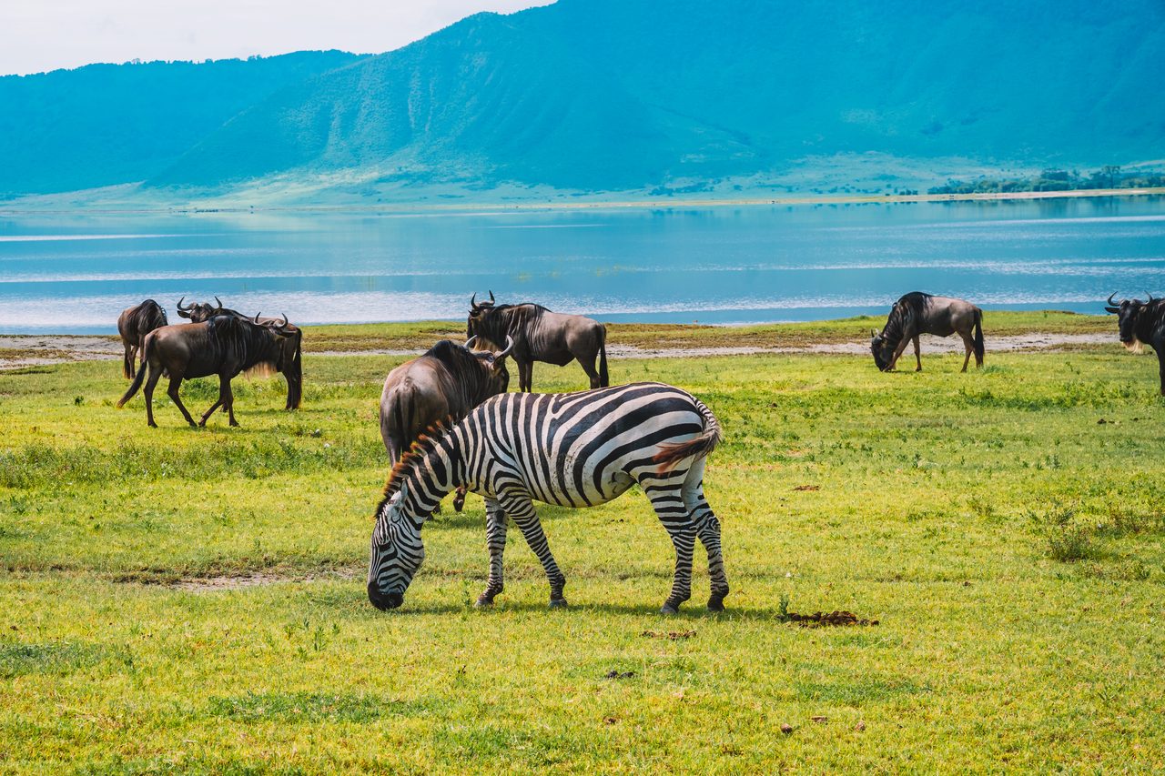 Ngorongoro Krater – Zebraherde