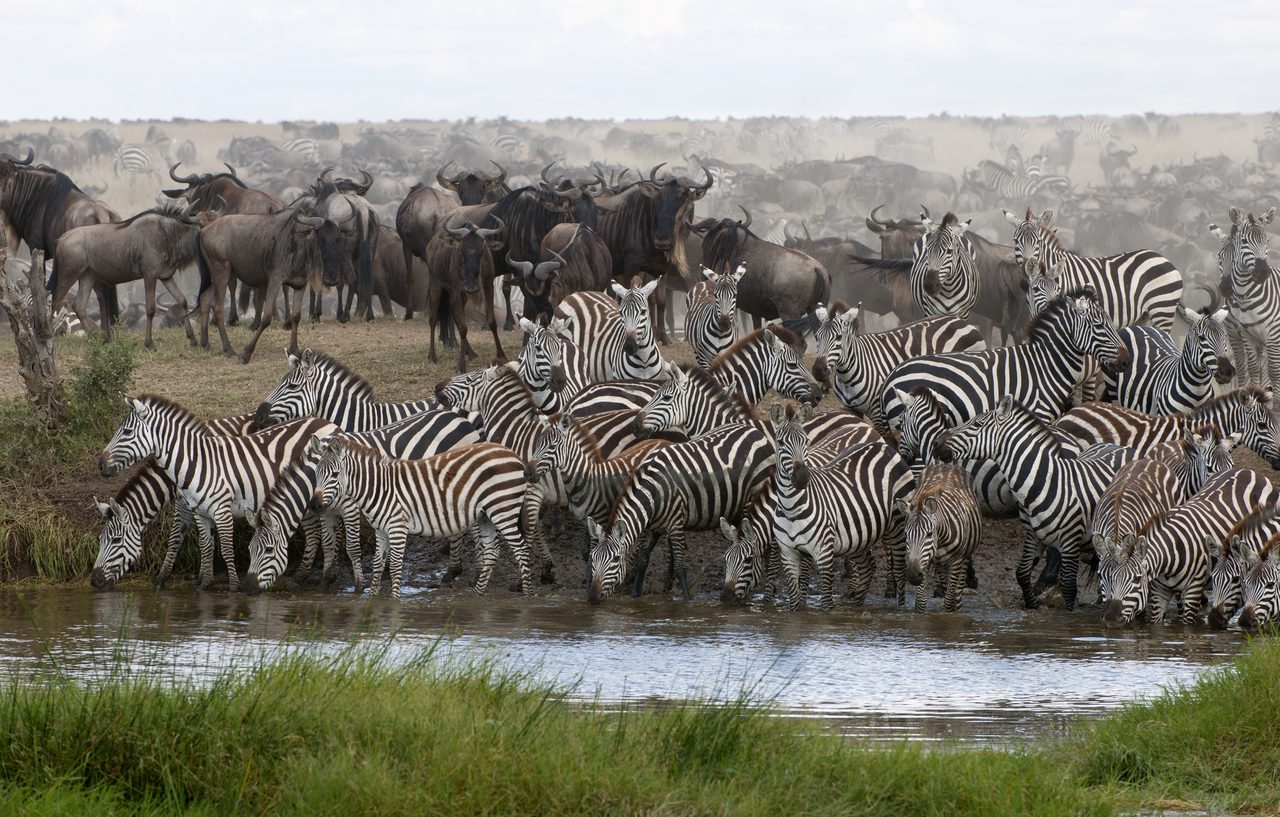 Zebras am Wasserloch, Serengeti